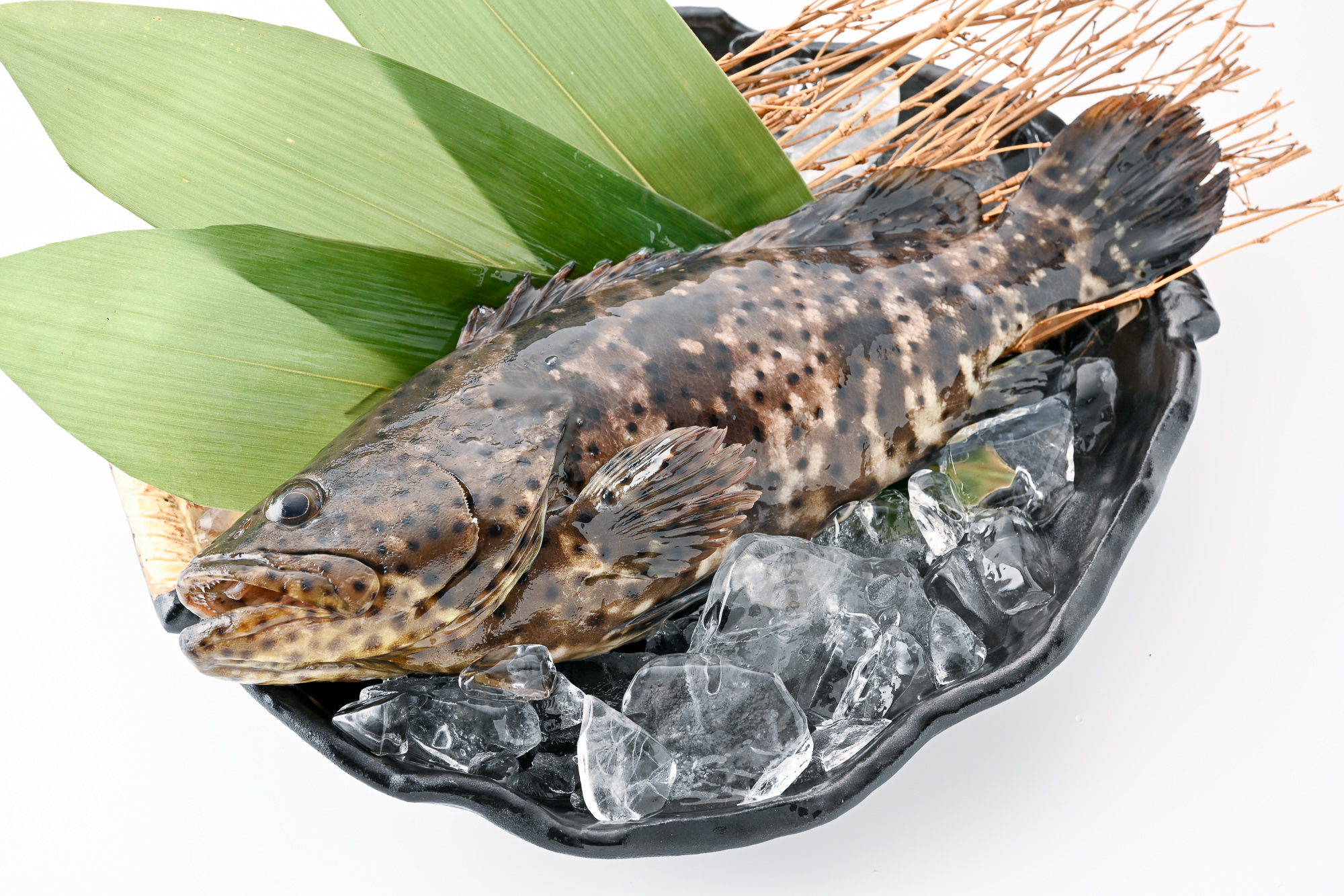 養殖ハタ