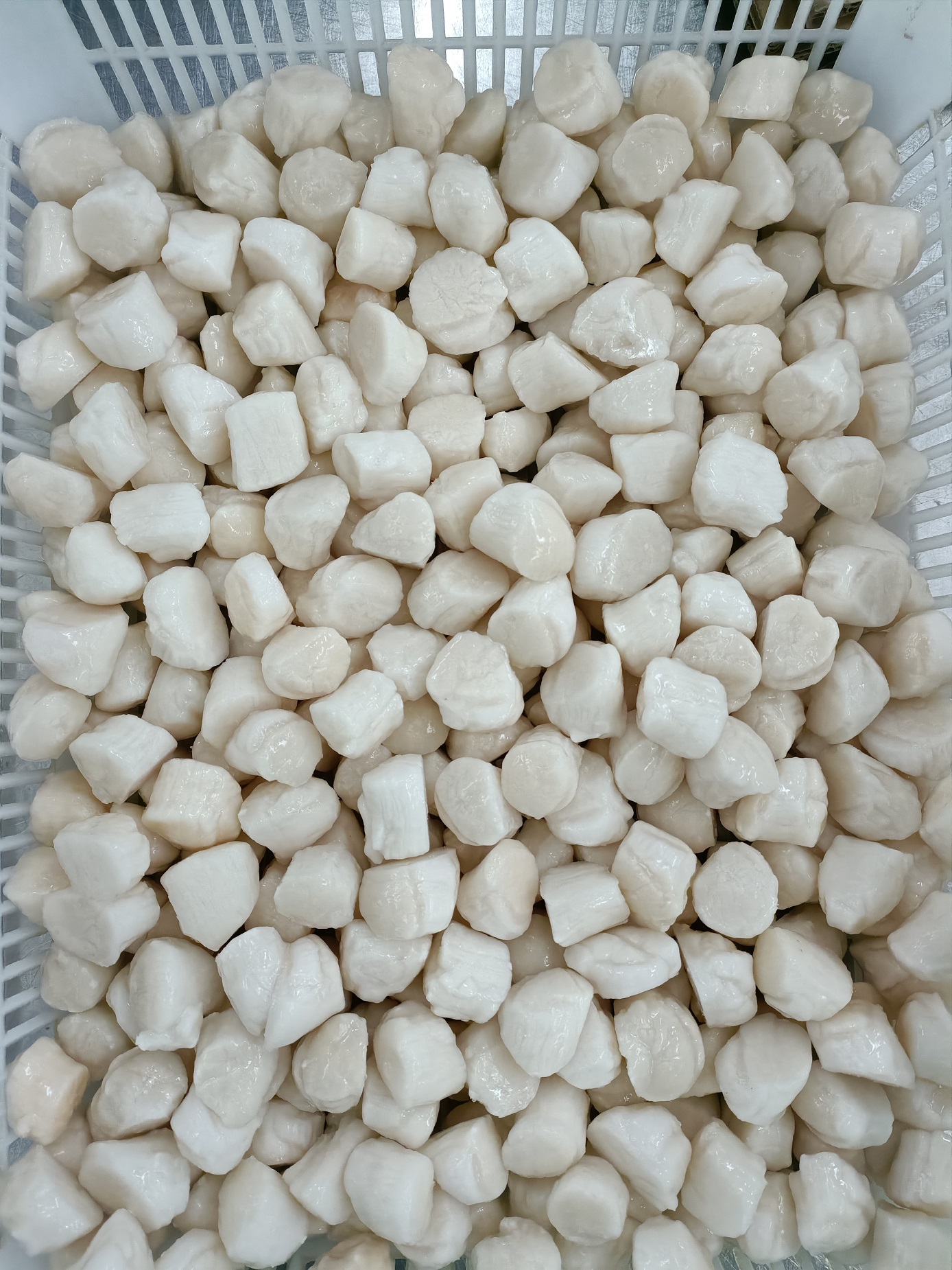 frozen bay scallop