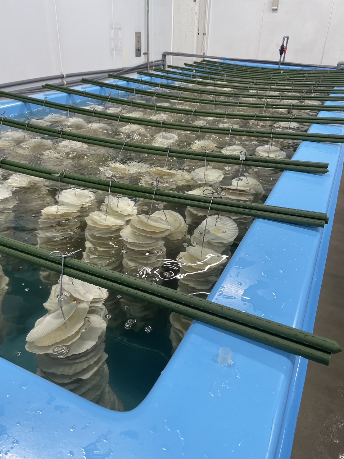 種苗