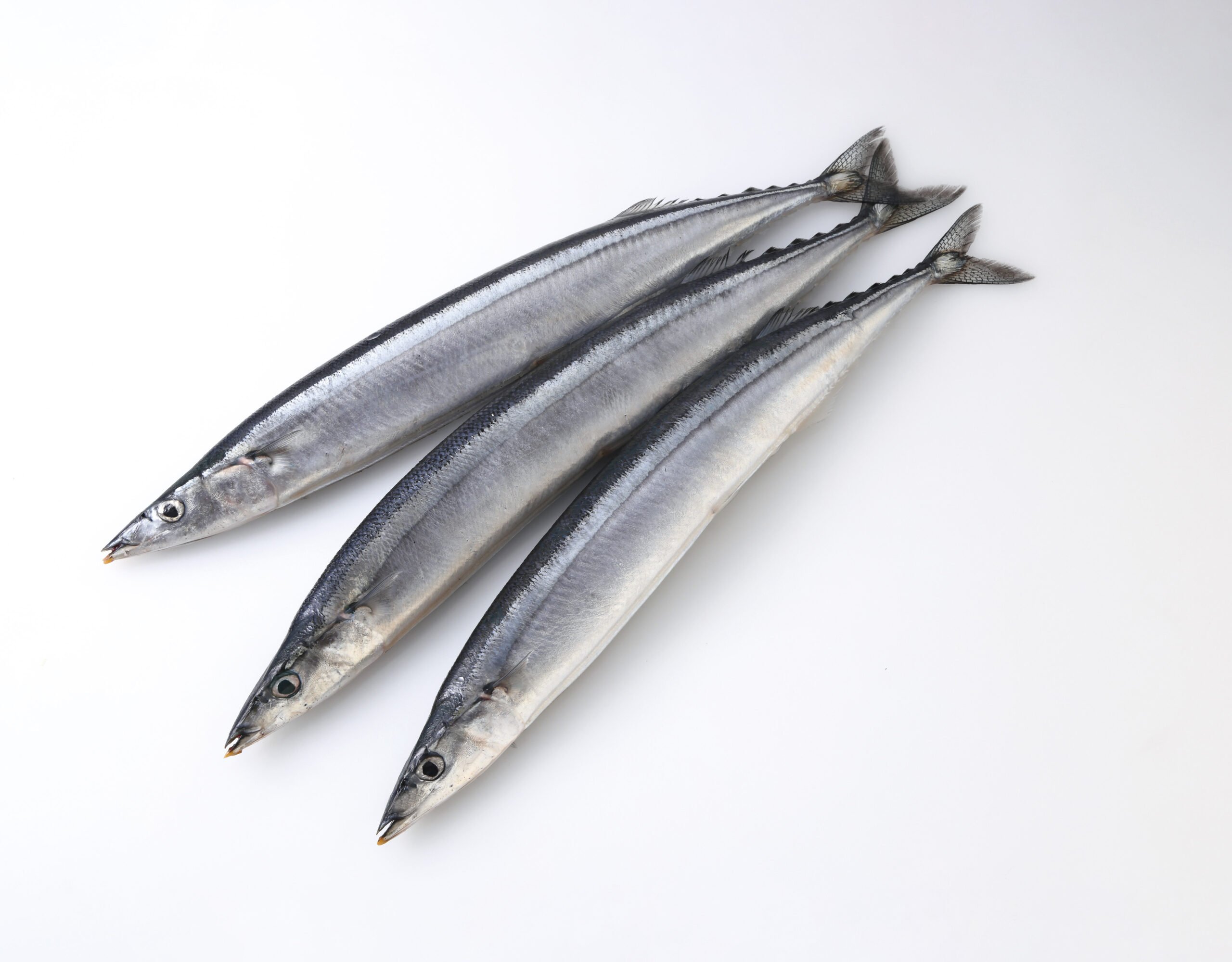 まるで鮮 秋刀魚ラウンド