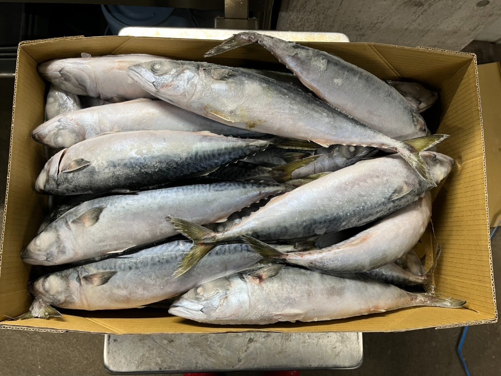 旬さばラウンド（九州産）