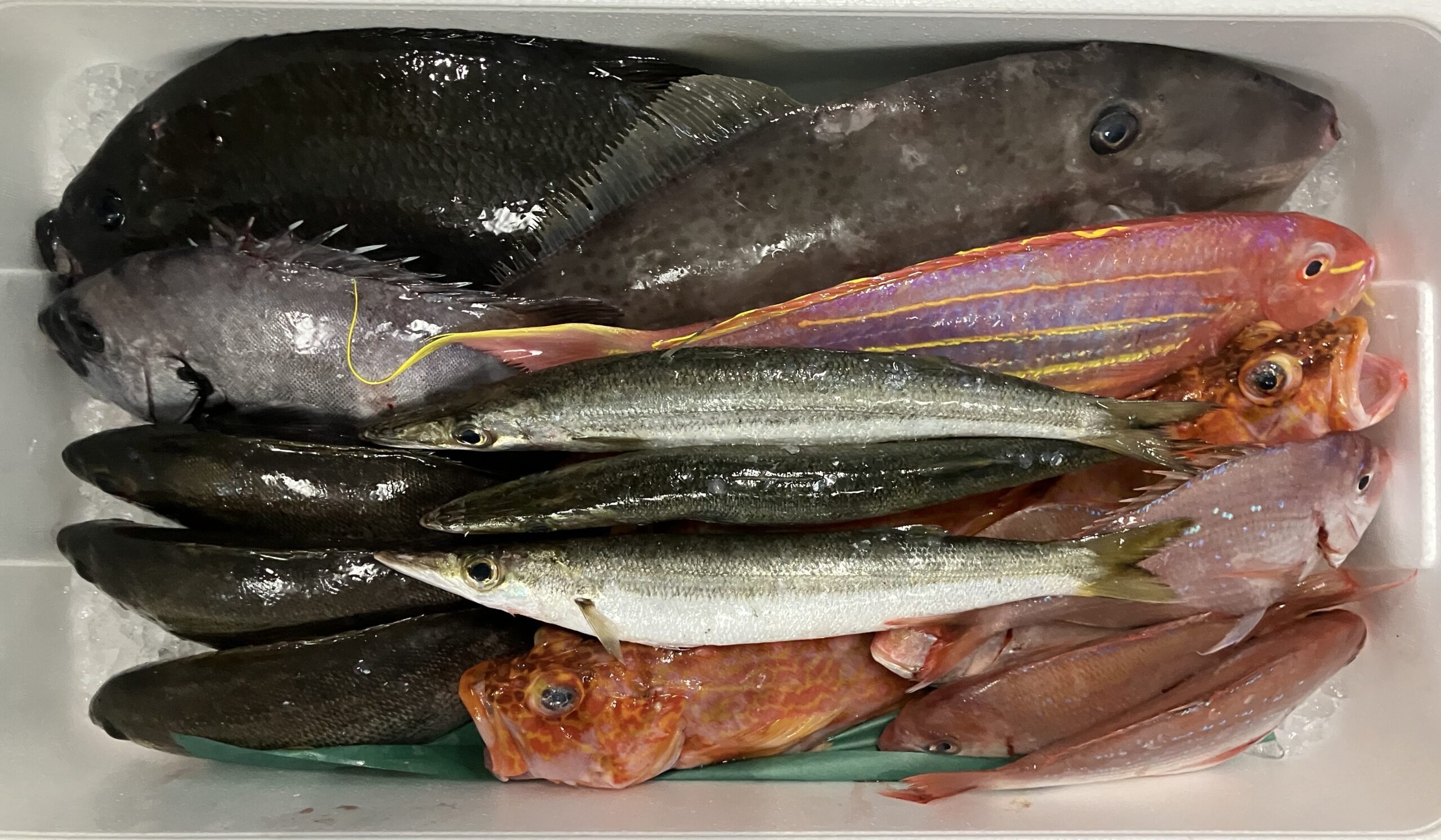 OMAKASE 鮮魚BOX