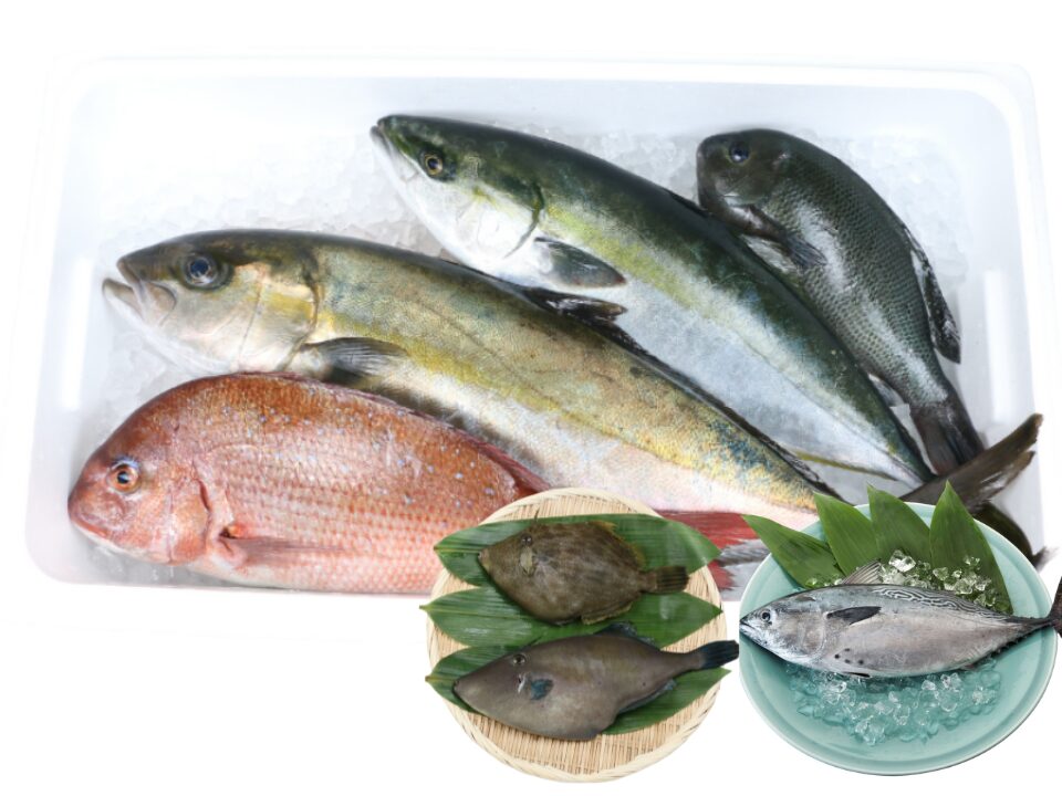 こもこもShopとれたて養殖魚直送便(丸魚)