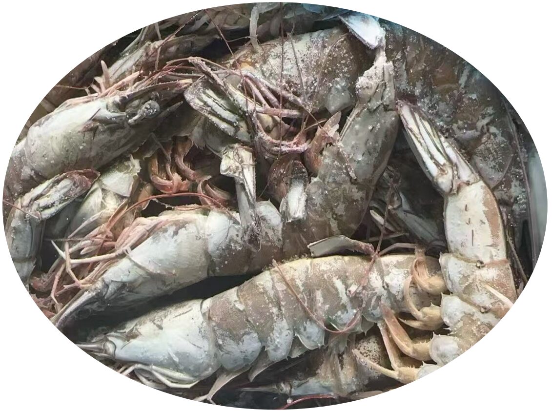 凍結生エビ