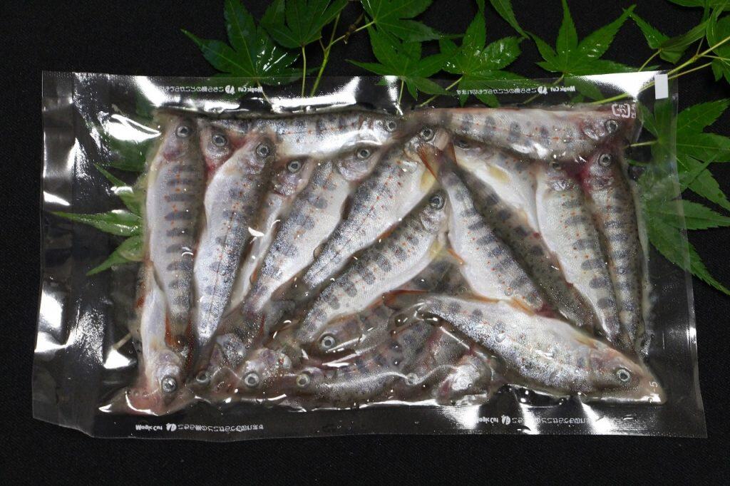 柚子あまご稚魚