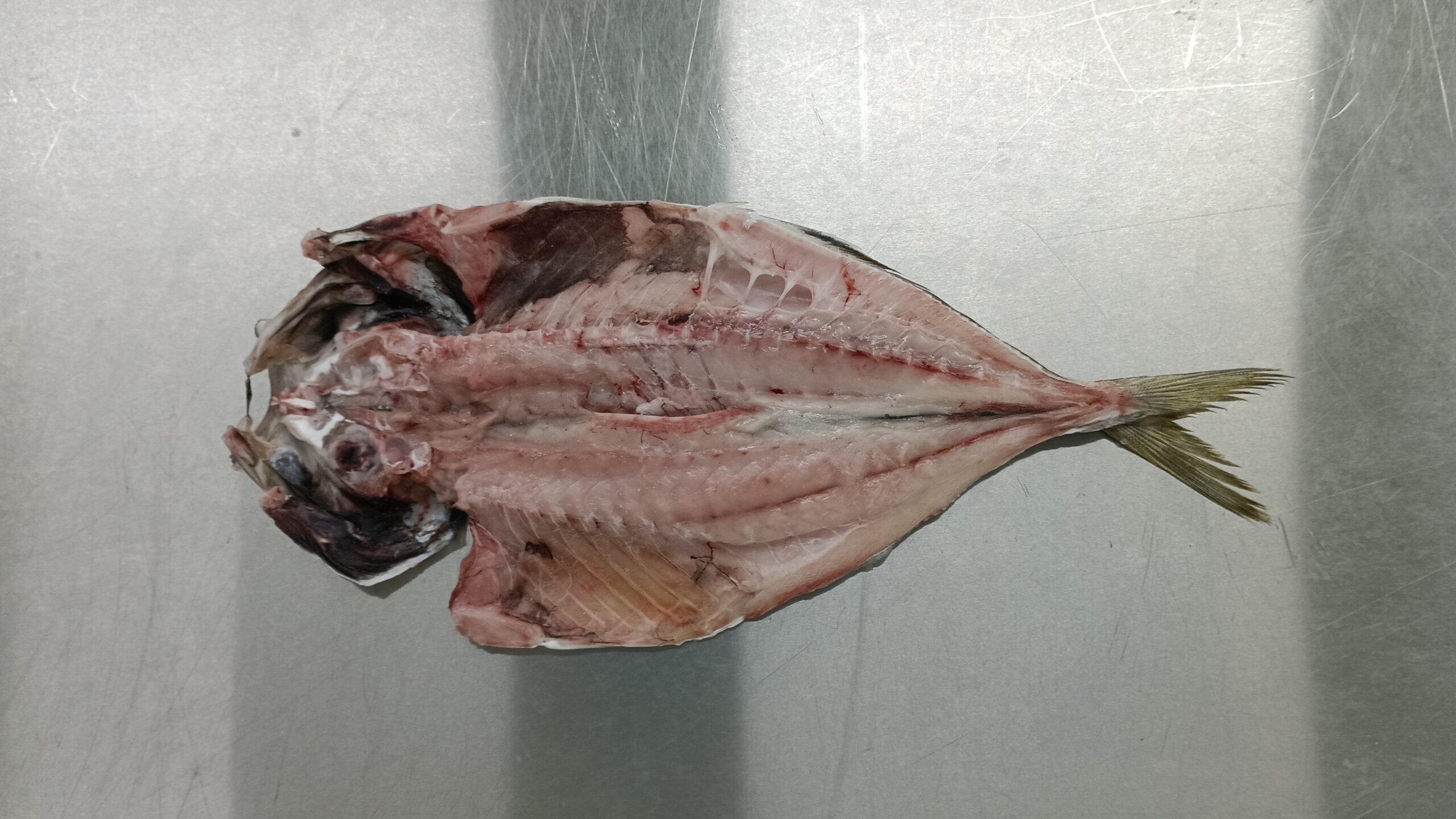 釣鯵一夜干し