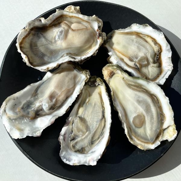 【生食用】三陸産冷凍殻付き牡蠣